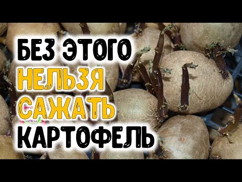 Видео: Без этого НЕЛЬЗЯ САЖАТЬ картофель! Какой агроприем поможет клубням картофеля выстоять перед вирусами