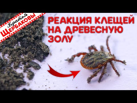 Видео: РЕАКЦИЯ КЛЕЩЕЙ НА СУХУЮ ДРЕВЕСНУЮ ЗОЛУ. Тест...