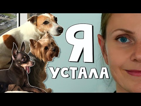 Видео: Три собаки в доме. Каково это? Все нюансы жизни с тремя разными питомцами