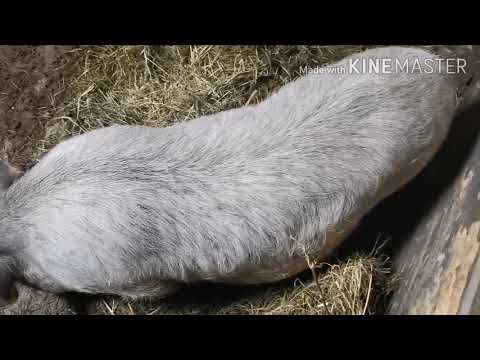 Видео: Вьетнамские свиньи! Содержание хряка! Что изменилось в хозяйстве!