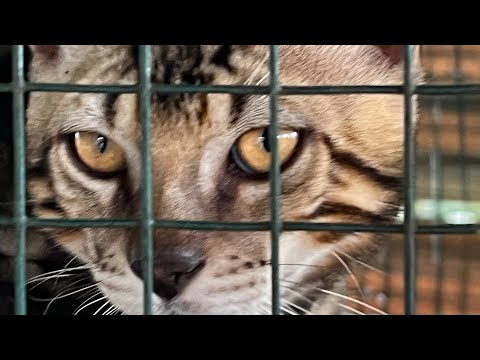 Видео: Зачем в коробке отверстие | живность в нашем дворе