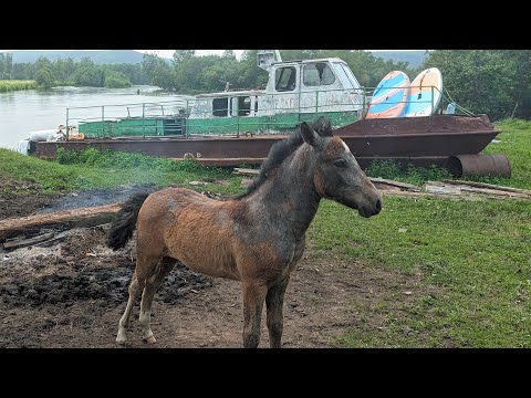 Видео: Алексеевка. Ванинский район.