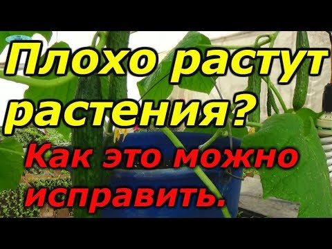 Видео: Как помочь растениям перенести стресс. Мегафол.