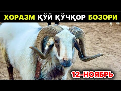 Видео: ШОВОТ ҚЎЧҚОР БОЗОРИ ХОРАЗМ  12-ноября 2025 г.