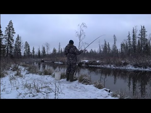 Видео: ВЕДРО РЫБЫ ЗА 4 ЧАСА!!! Зимне - летняя рыбалка НА МОХТИКА (ЕЛЕЦ)!!! СИБИРСКАЯ РЫБАЛКА 2024 г