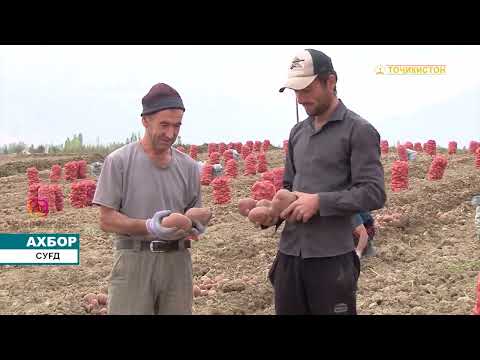 Видео: ҶАМЪОВАРИИ КАРТОШКА ДАР ХОҶАГИҲОИ ДЕҲҚОНИИ НОҲИЯИ ДЕВАШТИЧ БОМАРОМ ИДОМА ДОРАД