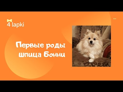 Видео: Первые роды шпица Бонни