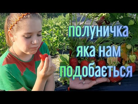 Видео: Огляд деяких сортів полуниці!#полуниця ,#сортиполуниці.