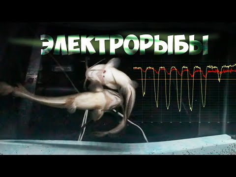 Видео: ЭЛЕКТРОРЫБЫ. Владимир Ольшанский