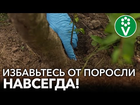 Видео: КАК ИЗБАВИТЬСЯ ОТ ПОРОСЛИ ДЕРЕВЬЕВ И КУСТАРНИКОВ? 2 проверенных рабочих способа от любой поросли