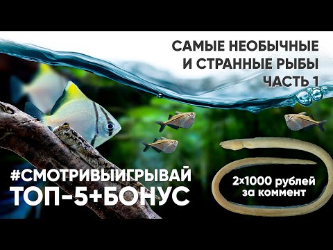 Видео: Самые необычные аквариумные рыбы. Часть 1. #смотривыигрывай