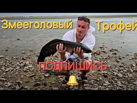 Видео: Капчагай! Трофейный Змееголов! Подпишись!  #fishing #fish #рыбалка #алматы #snakehead #змееголов
