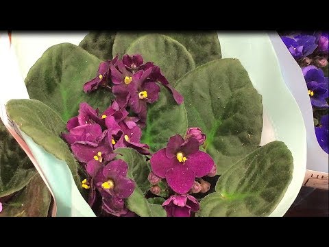 Видео: Выпуск #1: вредители фиалок. Трипсы. Как с ними бороться. Мой опыт.