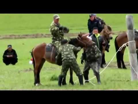 Видео: Эл-Ойын - 2014. Объездка лошадей