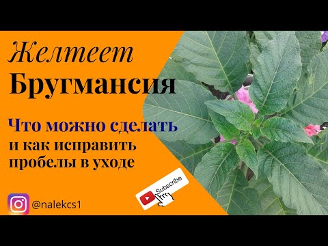 Видео: Желтеет бругмансия  Что можно сделать