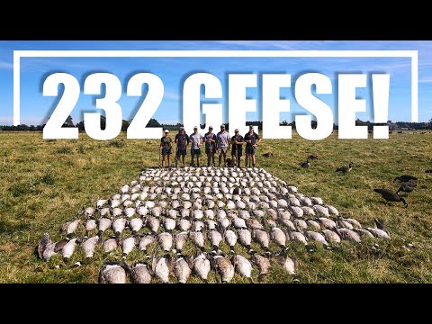 Видео: 1 охота, 7 ружей, 232 канадских казарки. БЕЗУМНАЯ охота на новозеландских гусей