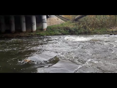 Видео: ПЕХОРКА, сплав на сапборде!