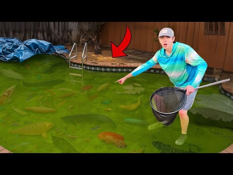 Видео: Я нашёл заброшенный бассейн, полный аквариумных рыб!