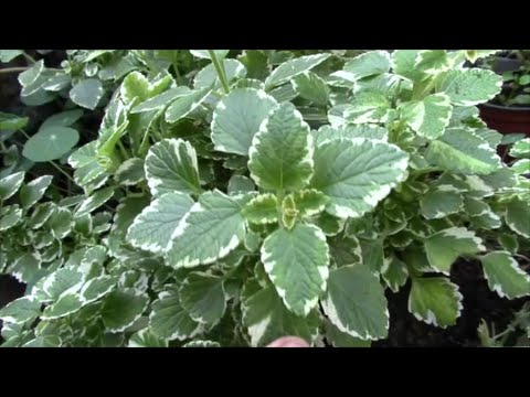Видео: Пплектрантус!  Мой очередной эксперимент!
