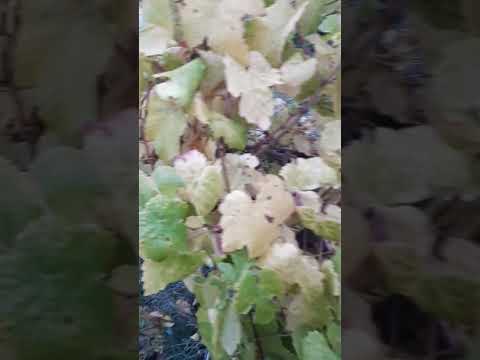 Видео: На винограднике по дороге в Массандровский дворец в Ялте.