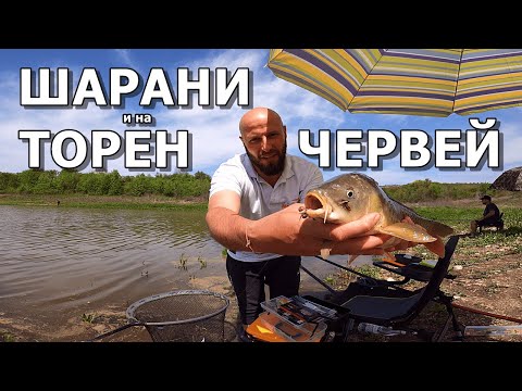 Видео: ШАРАНИ и на ТОРЕН ЧЕРВЕЙ с ТЕЛЕСКОП 7м , БОЛОНЕЗА и МАЧ. яз.Балиново риболов на плувка.