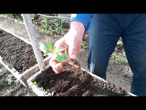 Видео: Персадка томатов в ящики для улучшенной корневой системы