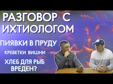 Видео: Разговор с ихтиологом. Пиявки в пруду. Креветки вишни. Хлеб для рыб вреден.