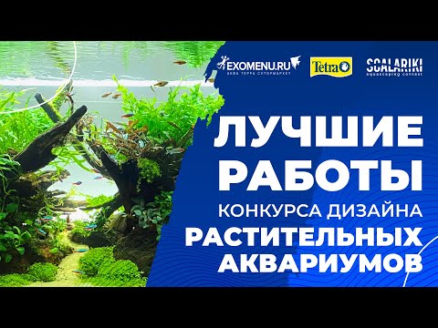 Видео: Лучшие работы конкурса дизайна растительных аквариумов #Scalariki Aquascaping contest 2021