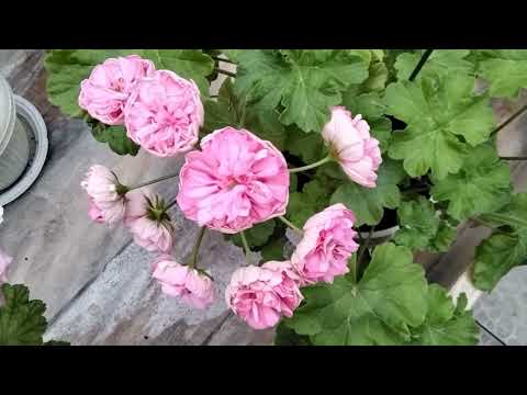 Видео: #475.Прощай лето! Обзор цветения пеларгонии!