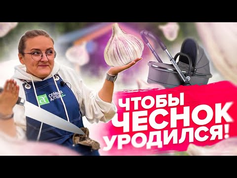 Видео: КАК ПОСАДИТЬ ЧЕСНОК ОСЕНЬЮ? Озимый чеснок 2023