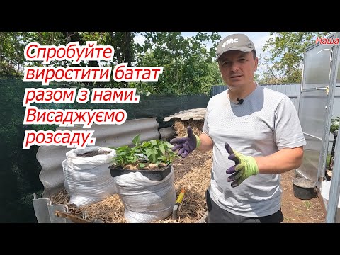 Видео: Висаджуємо розсаду батата! Батат- це не картопля!