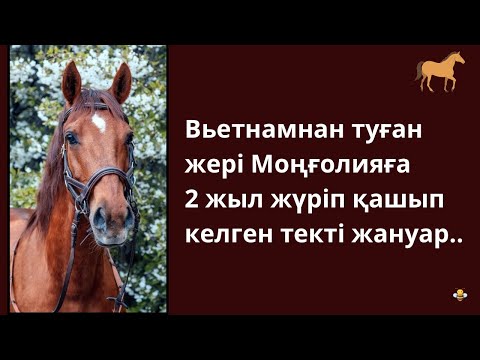 Видео: Жылқының тектілігі. (Қытайлар құрмет көрсеткен қара ат)..