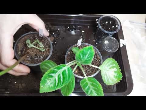 Видео: Не выбрасываем цветоносы все в дело!!! Глоксинии из цветоносов