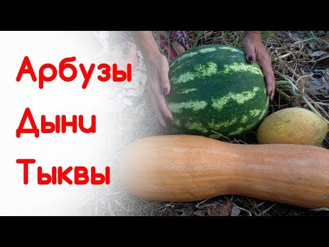 Видео: Арбузы, дыни, тыквы - урожай. Итоги