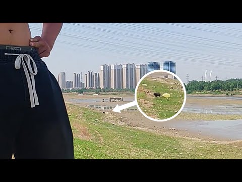 Видео: Снимал видео с тренировки друга, повернул камеру и... спас собаку!