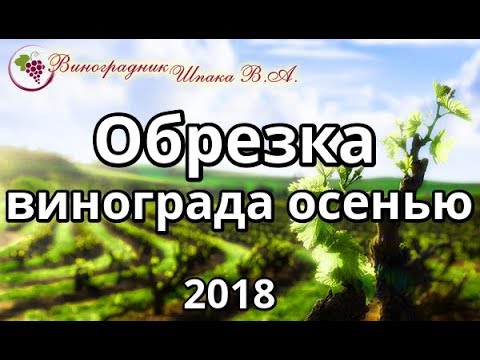 Видео: Обрезка винограда осенью 2018