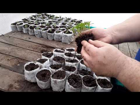 Видео: Пикировка рассады в мешочки, сумочки, пакетики. Интересный способ.