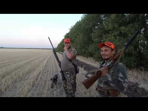 Видео: 4 выход - перепел