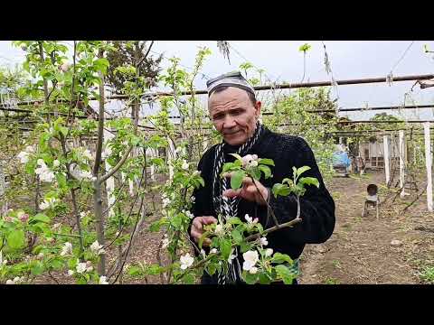Видео: МЕВАЛАР ГУЛИДА КАСАЛИКЛАРНИ ДАВОЛАСА ХОСИЛ МУЛ БУЛАДИ