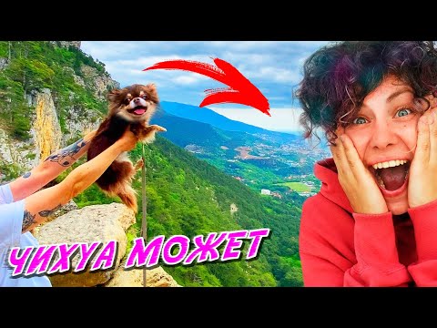 Видео: Идем с собакой в горы! Залезли с Мишей на вершину ВОДОПАДА! ЧИХУАХУА МОЖЕТ ЧЕЛЛЕНДЖ