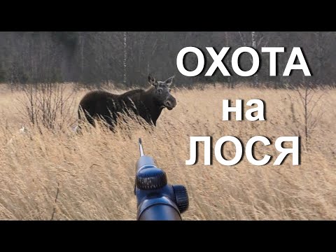 Видео: УДАЧНАЯ ОХОТА на лося. НАШЛИ БЫКОВ, но.... (все на видео).