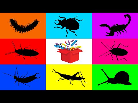Видео: Насекомые: уховертки, жук-олень, жук-щелкун, хлопковые клопы, скорпион, кузнечик, многоножка-трактор