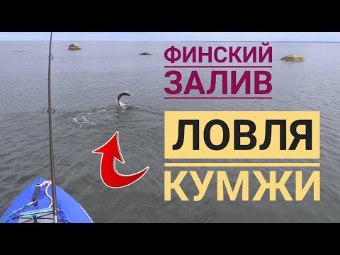 Видео: ЛОВЛЯ КУМЖИ в Финском заливе 🎣 МERIFORELLI PÜÜK 🎣 SEA TROUT fishing