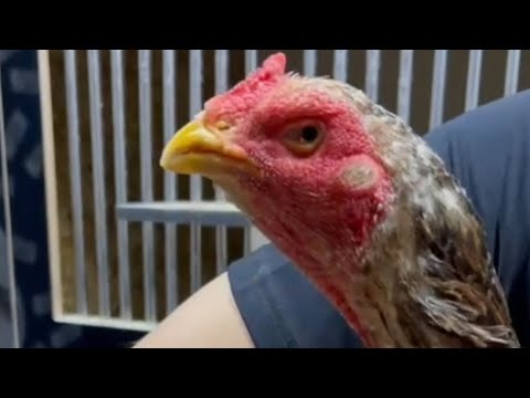 Видео: Ассалому алекум хаммага парвозлар учун янгилик келди .