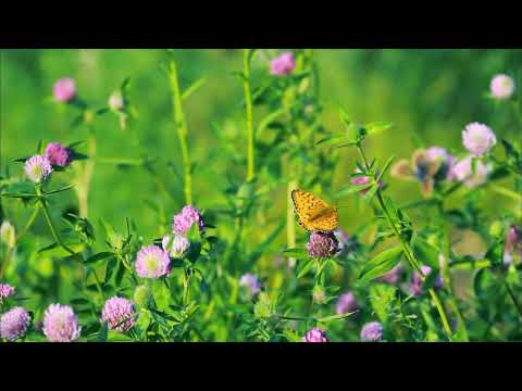 Видео: Медитация для внутреннего спокойствия. Ты важен☀️🤍