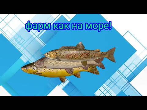 Видео: Нижняя тунгуска\Фарм как на море\РР4\Русская рыбалка 4