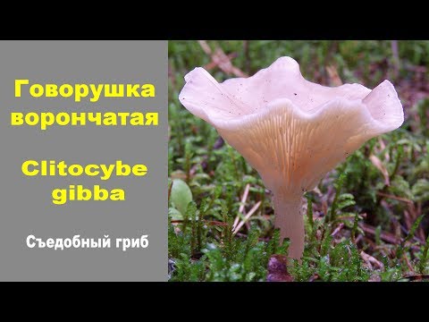 Видео: Съедобный гриб Говорушка ворончатая -  Clitocybe gibba