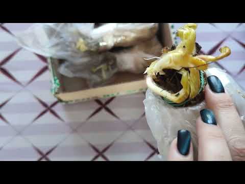 Видео: Распаковка посылки с сайта "Семена.ру" Земляника.