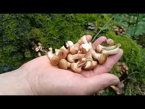 Видео: Мой взгляд на лес, и что беру всегда с собой.