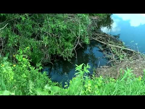 Видео: Современное состояние реки Ока от истока до устья.